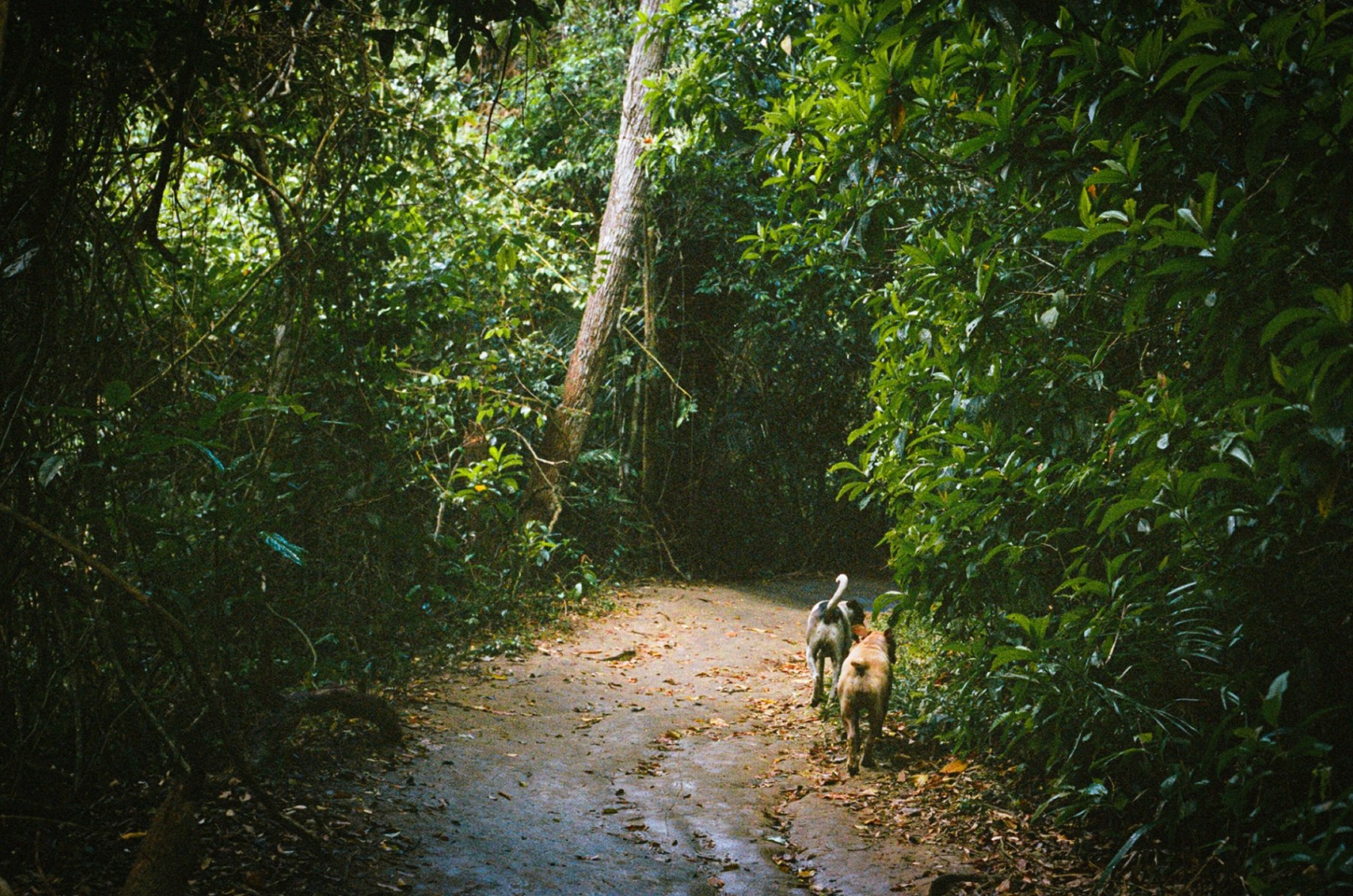 Two dogs walking away down a track through dense green rainforest